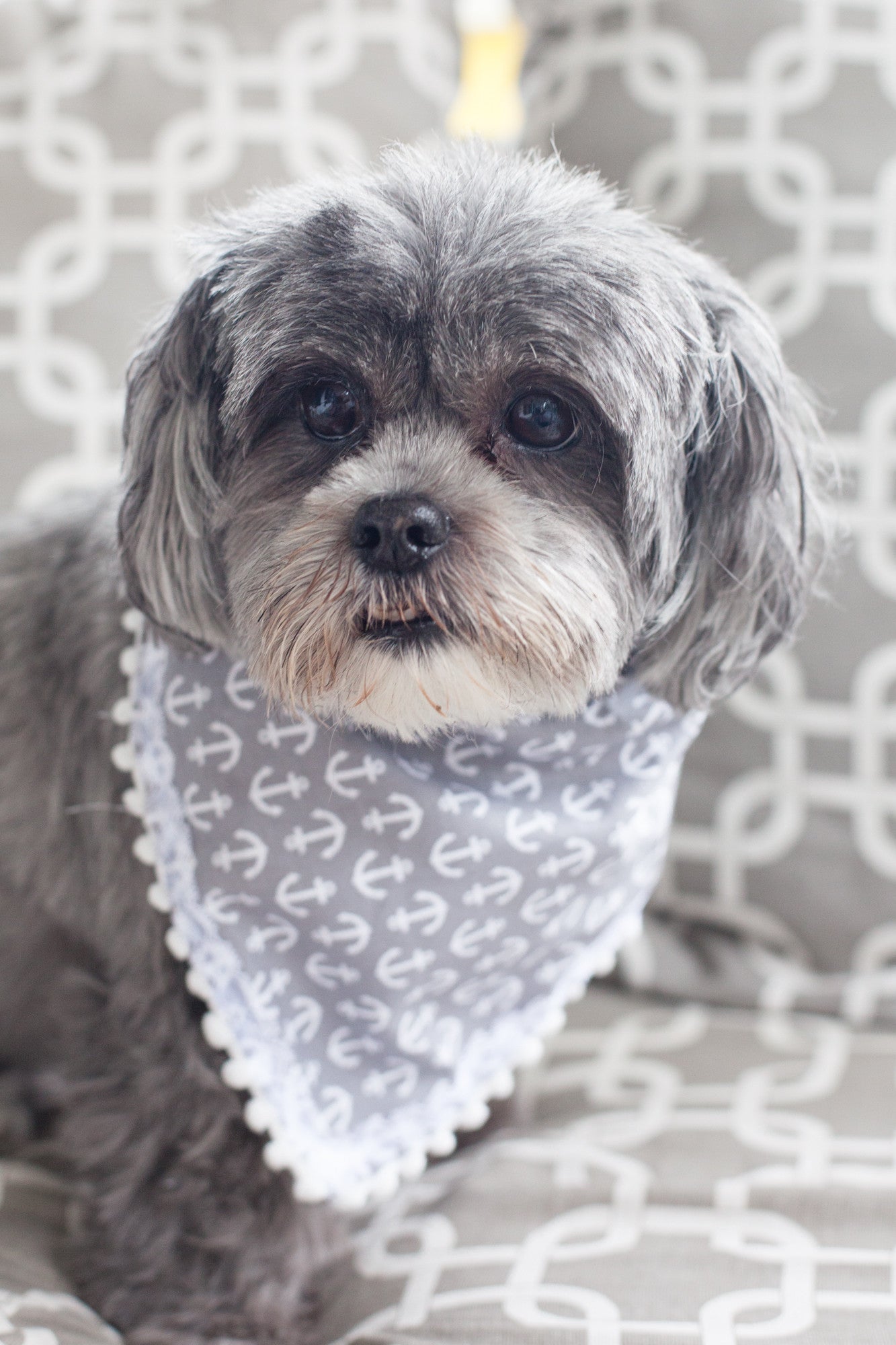 DIY Doggy Bandana