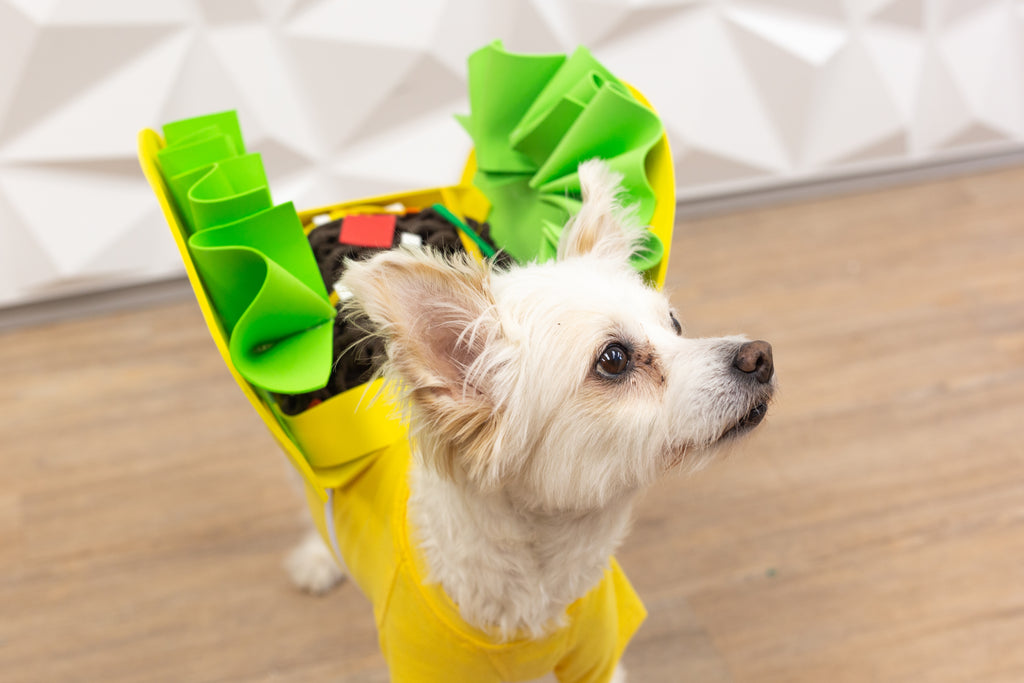 DIY Taco Dog Costume